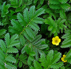 SILVERWEED HERB